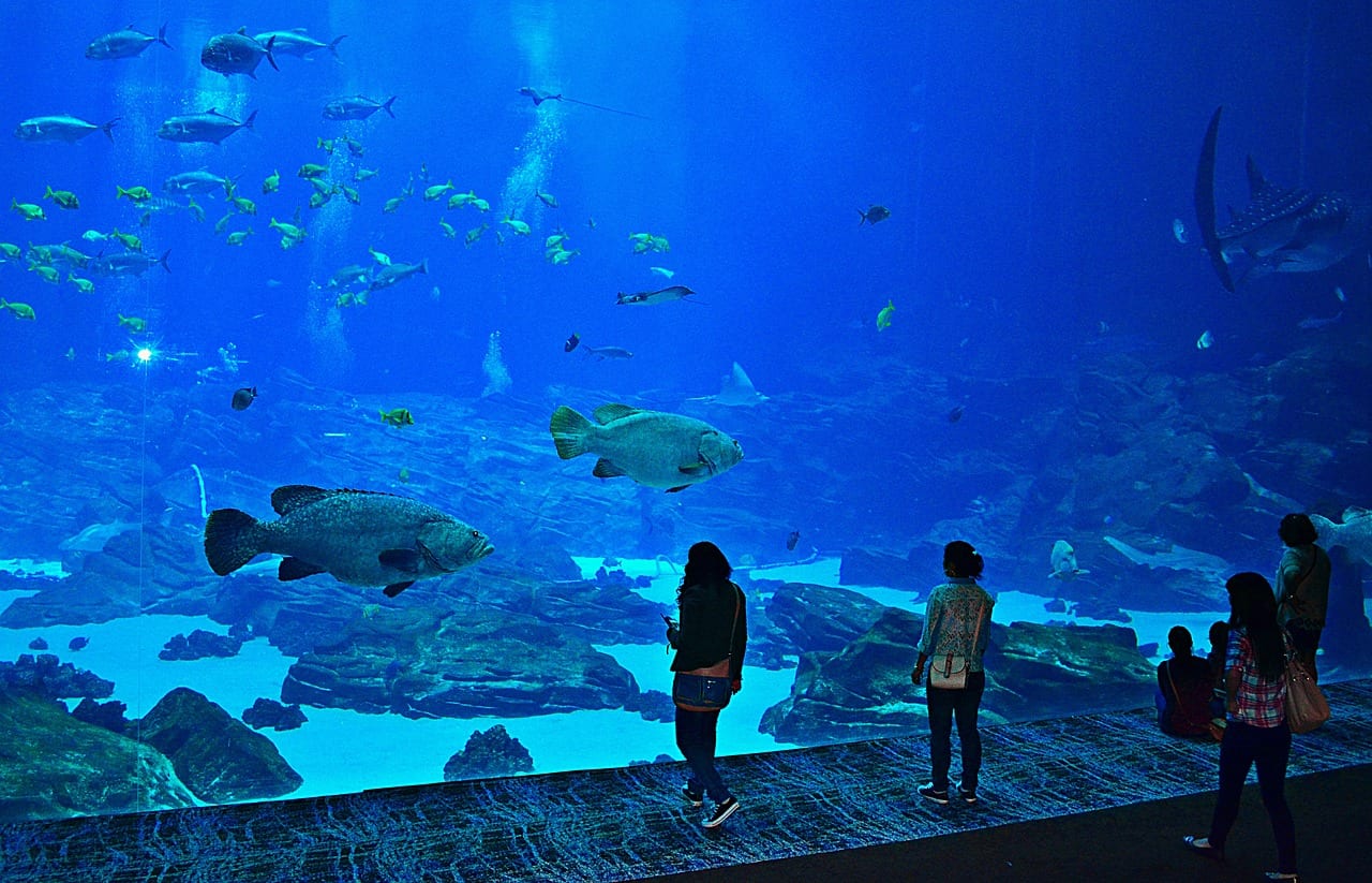 image of people looking into a fish tank at the Atlanta Aquarium
